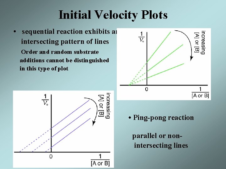 Initial Velocity Plots • sequential reaction exhibits an intersecting pattern of lines Order and