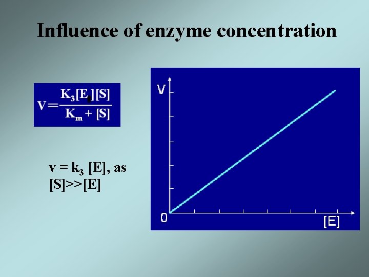 Influence of enzyme concentration v = k 3 [E], as [S]>>[E] 