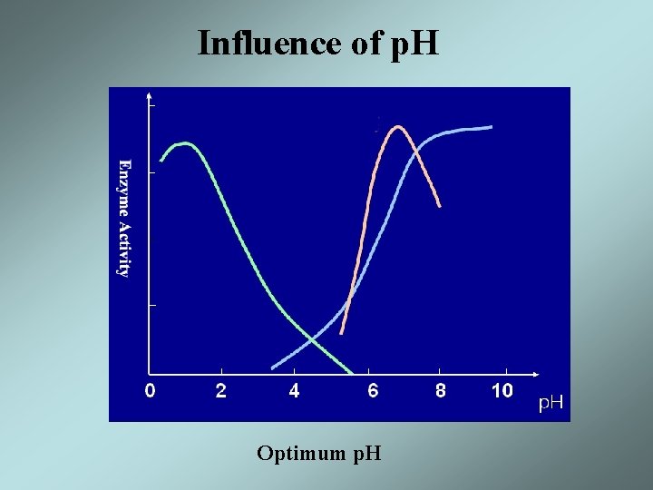 Influence of p. H Optimum p. H 