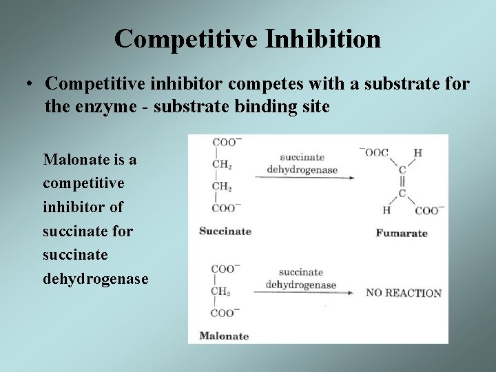 Competitive Inhibition • Competitive inhibitor competes with a substrate for the enzyme - substrate