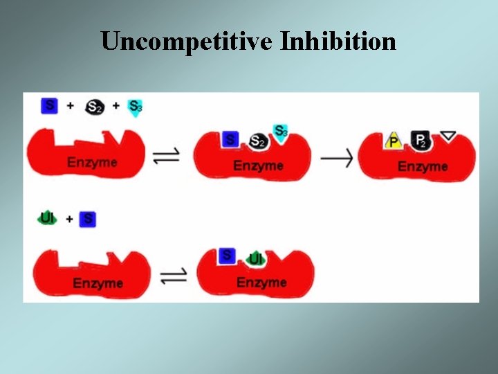 Uncompetitive Inhibition 