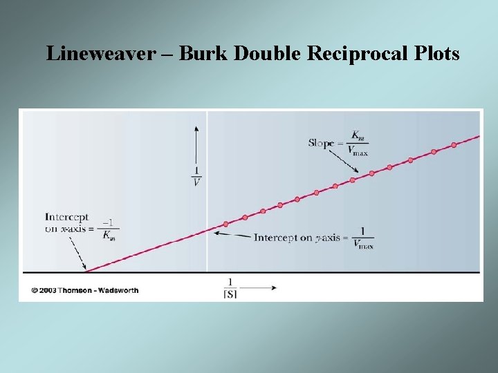 Lineweaver – Burk Double Reciprocal Plots 