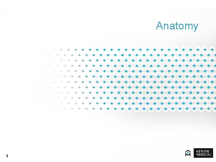 Anatomy 3 