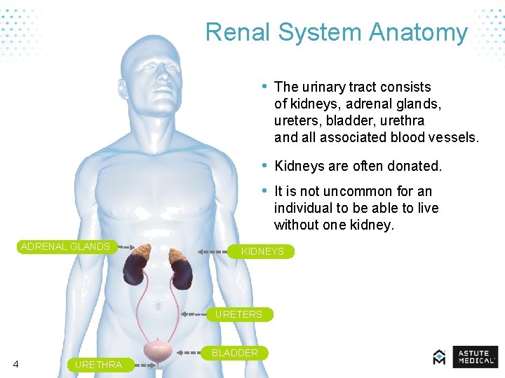 Renal System Anatomy • The urinary tract consists of kidneys, adrenal glands, ureters, bladder,