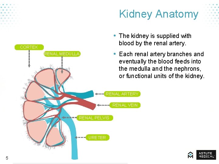 Kidney Anatomy • The kidney is supplied with blood by the renal artery. CORTEX