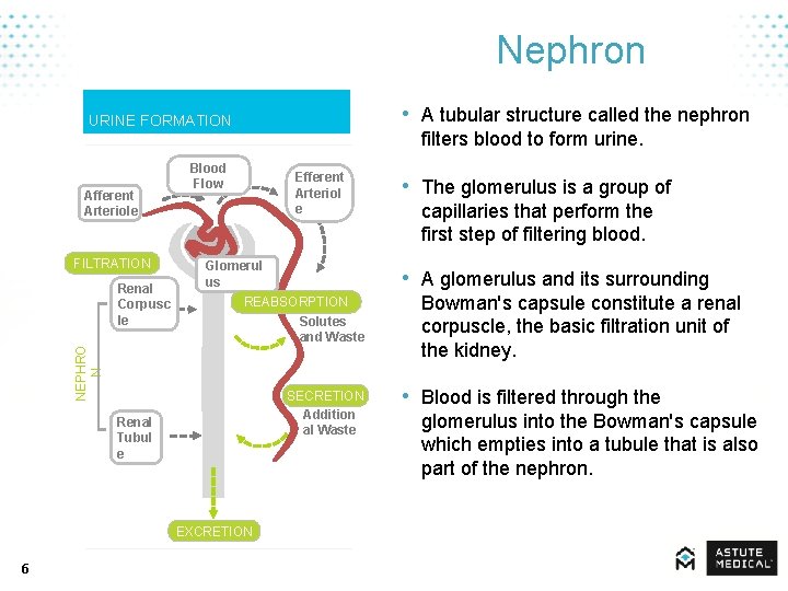Nephron • A tubular structure called the nephron URINE FORMATION Afferent Arteriole FILTRATION Blood