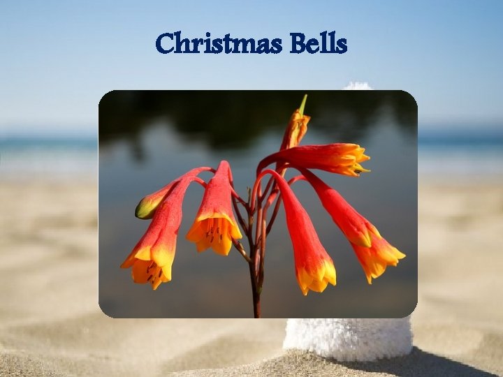 Christmas Bells 