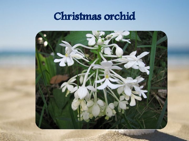 Christmas orchid 