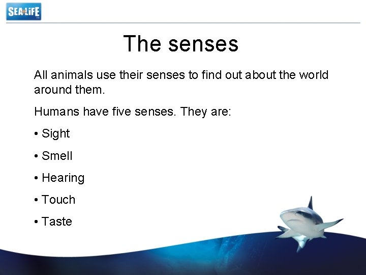 The senses All animals use their senses to find out about the world around