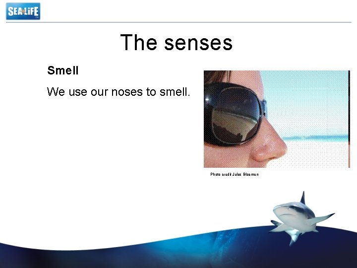 The senses Smell We use our noses to smell. Photo credit Jules Bloemen 