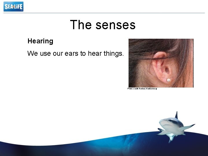 The senses Hearing We use our ears to hear things. Photo credit Andrea Kratzenberg