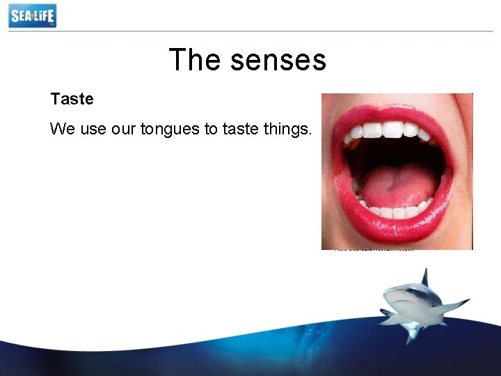 The senses Taste We use our tongues to taste things. Photo credit Julia Freeman-Woolpert