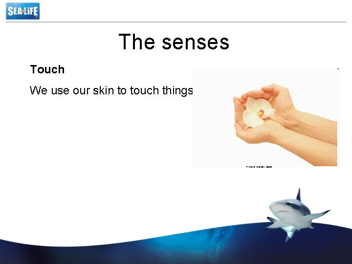 The senses Touch We use our skin to touch things. Photo credit rales 