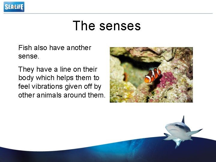 The senses Fish also have another sense. They have a line on their body