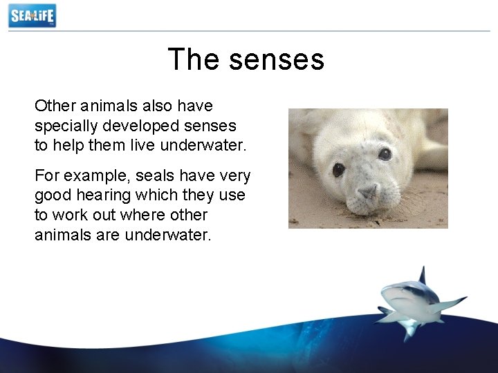 The senses Other animals also have specially developed senses to help them live underwater.