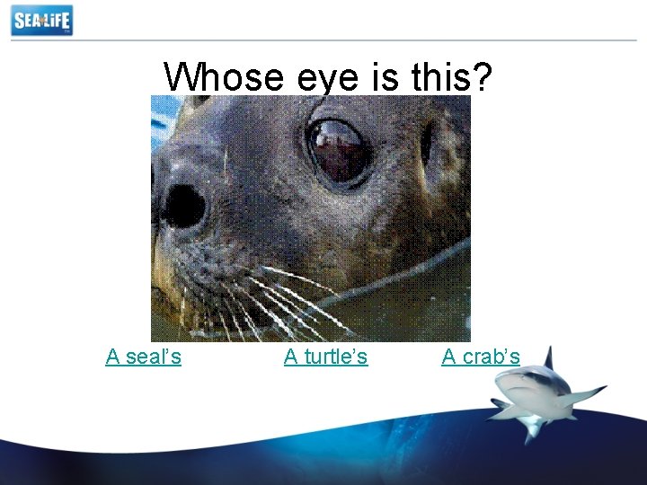 Whose eye is this? A seal’s A turtle’s A crab’s 