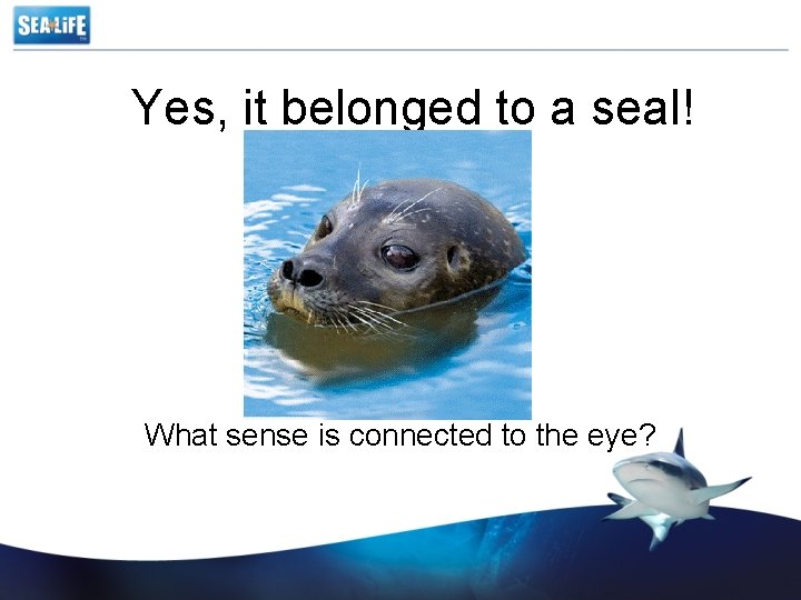 Yes, it belonged to a seal! What sense is connected to the eye? 