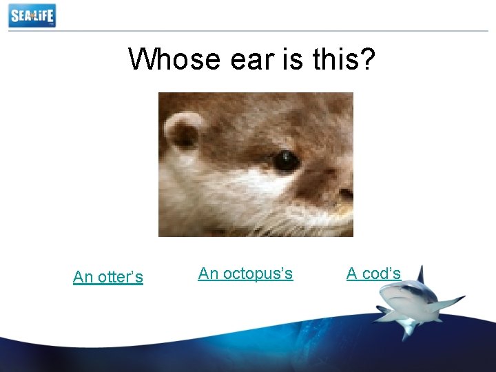 Whose ear is this? An otter’s An octopus’s A cod’s 