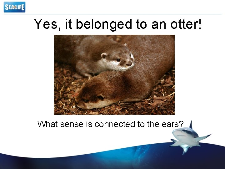 Yes, it belonged to an otter! What sense is connected to the ears? 