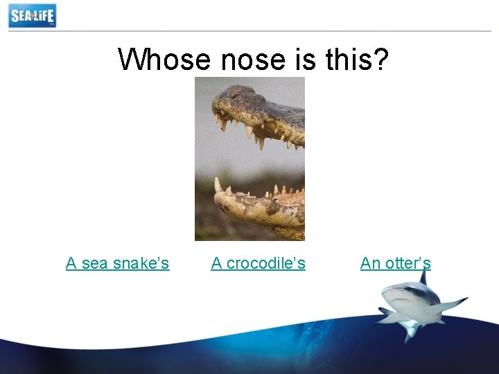 Whose nose is this? A sea snake’s A crocodile’s An otter’s 
