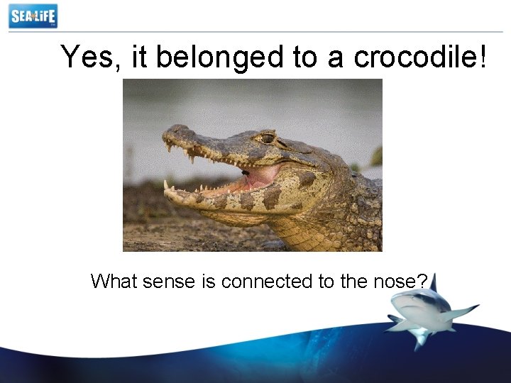 Yes, it belonged to a crocodile! What sense is connected to the nose? 