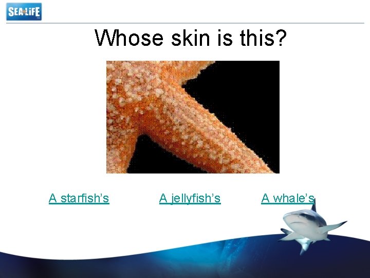 Whose skin is this? A starfish’s A jellyfish’s A whale’s 