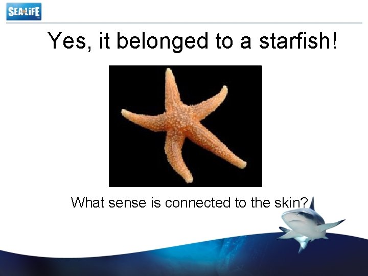 Yes, it belonged to a starfish! What sense is connected to the skin? 