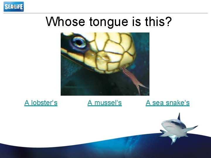 Whose tongue is this? A lobster’s A mussel’s A sea snake’s 