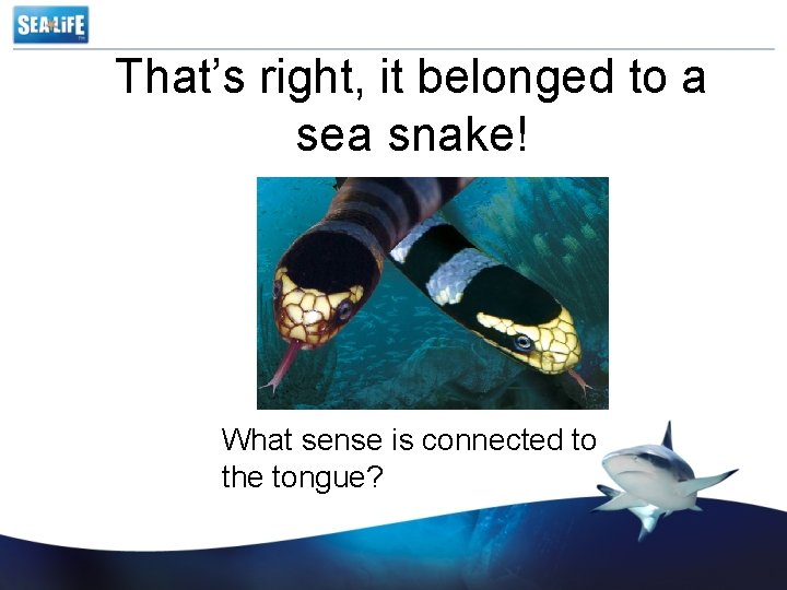 That’s right, it belonged to a sea snake! What sense is connected to the
