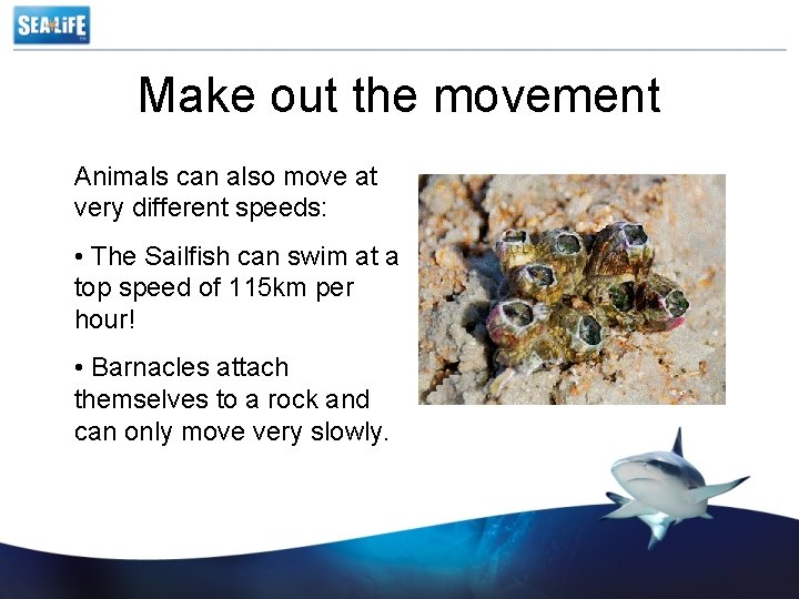 Make out the movement Animals can also move at very different speeds: • The