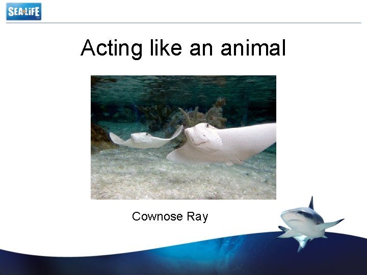 Acting like an animal Cownose Ray 