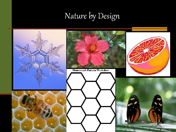 Nature by Design 