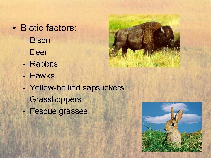  • Biotic factors: - Bison Deer Rabbits Hawks Yellow-bellied sapsuckers Grasshoppers Fescue grasses