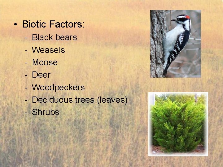  • Biotic Factors: - Black bears Weasels Moose Deer Woodpeckers Deciduous trees (leaves)