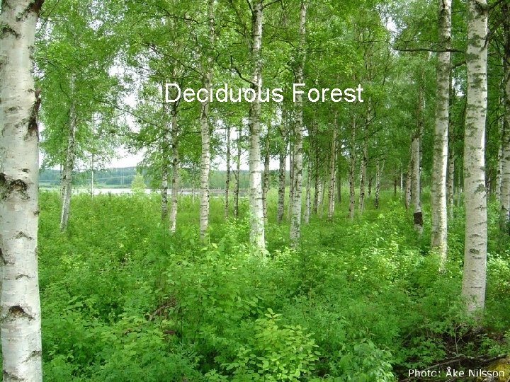 Deciduous Forest 