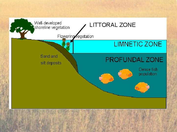 LITTORAL ZONE 