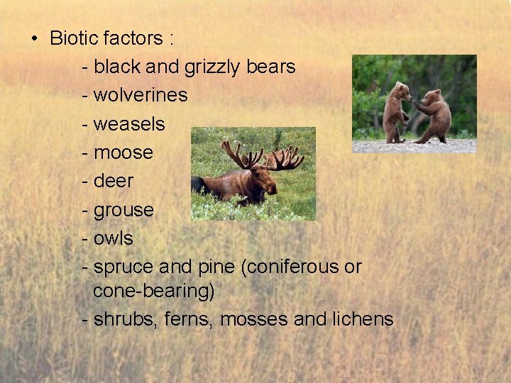  • Biotic factors : - black and grizzly bears - wolverines - weasels