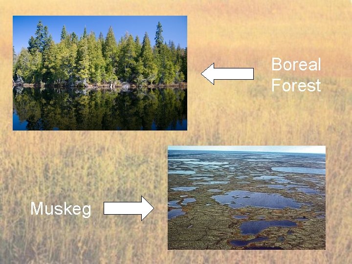 Boreal Forest Muskeg 