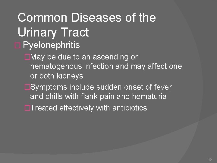 Common Diseases of the Urinary Tract � Pyelonephritis �May be due to an ascending