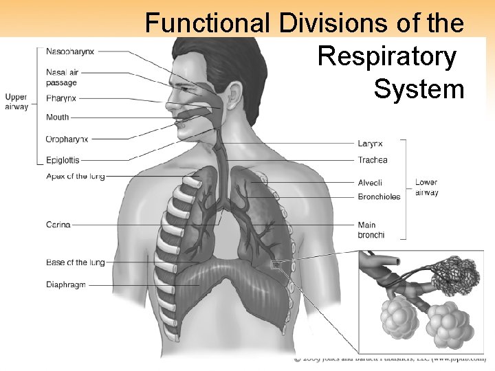 Functional Divisions of the Respiratory System 