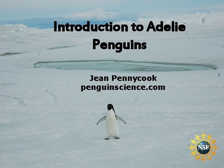 Introduction to Adelie Penguins Jean Pennycook penguinscience. com 1 