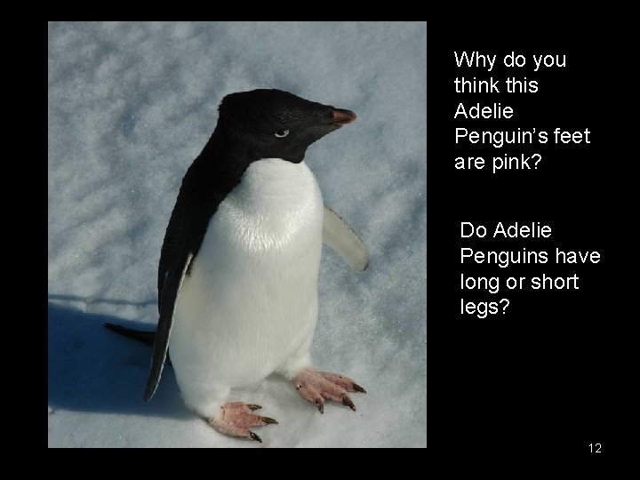 Why do you think this Adelie Penguin’s feet are pink? Do Adelie Penguins have