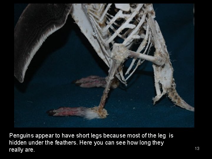 Penguins appear to have short legs because most of the leg is hidden under