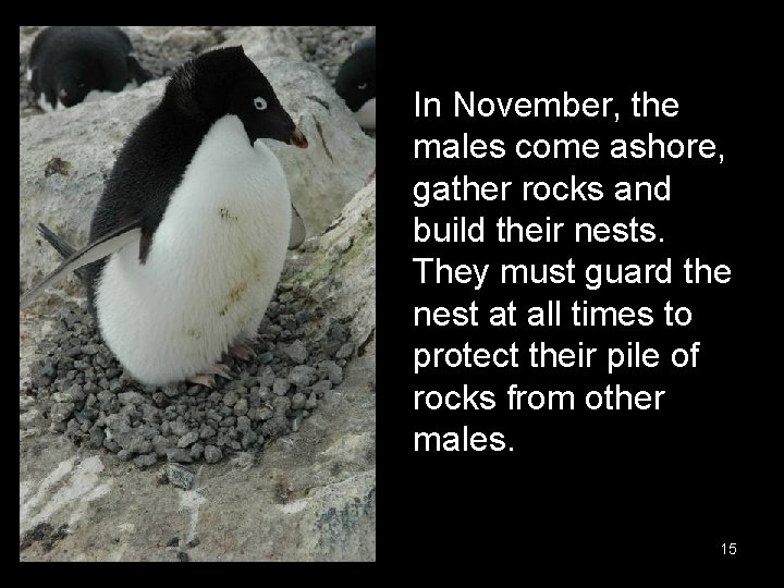 In November, the males come ashore, gather rocks and build their nests. They must