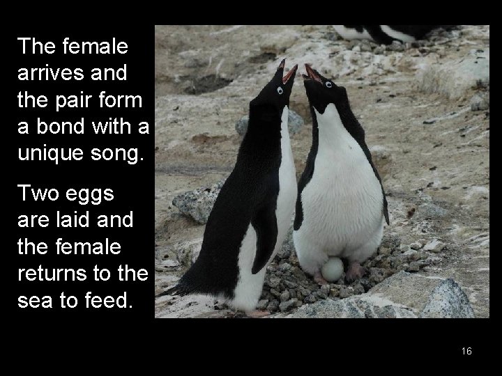 The female arrives and the pair form a bond with a unique song. Two