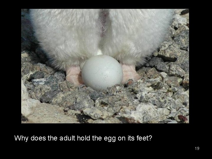 Why does the adult hold the egg on its feet? 19 