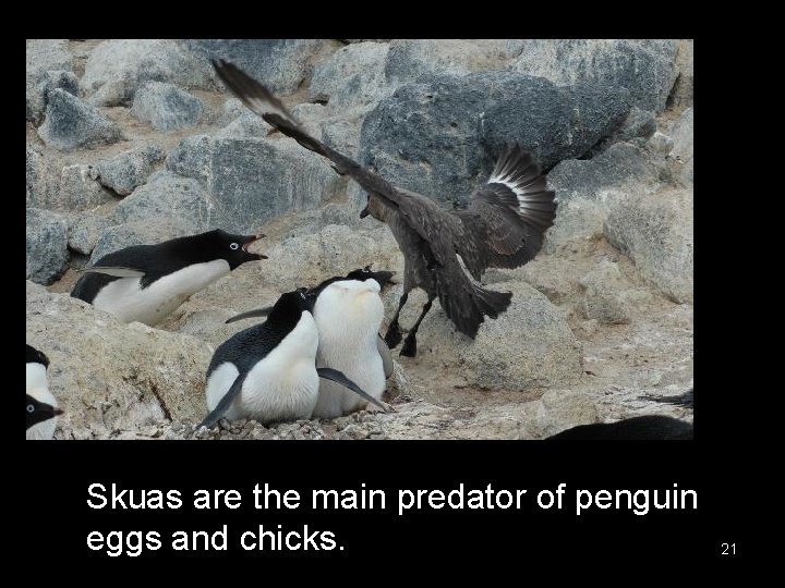 Skuas are the main predator of penguin eggs and chicks. 21 