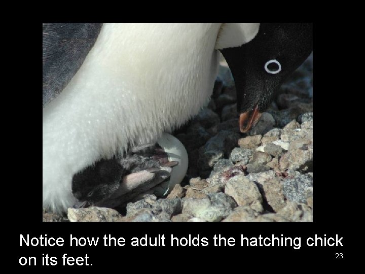 Notice how the adult holds the hatching chick 23 on its feet. 