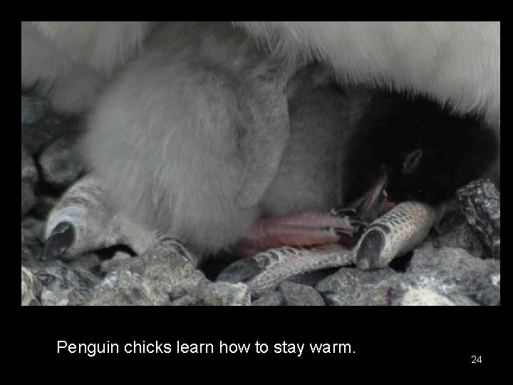 Penguin chicks learn how to stay warm. 24 