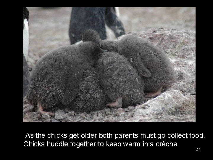 As the chicks get older both parents must go collect food. Chicks huddle together